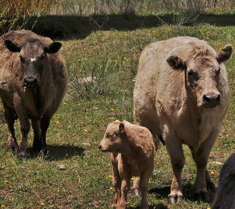 a cow and her baby